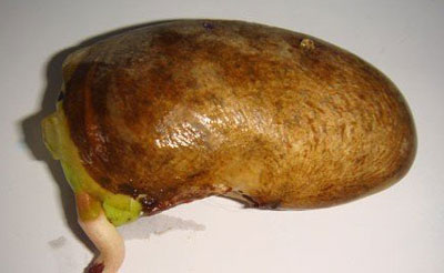 芒果核怎么種盆栽，不花錢的漂亮芒果核盆栽