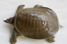 甲魚(yú)的做法大全