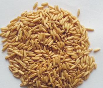 淮小麥的功效與作用 淮小麥對(duì)人體的好處 淮小麥怎么儲(chǔ)存