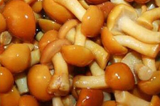 灰樹(shù)花的做法大全