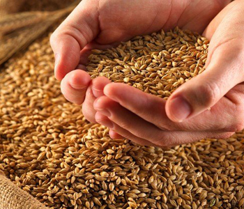 浮小麥甘草大棗 浮小麥甘草大棗的功效 浮小麥甘草大棗材料選購(gòu)