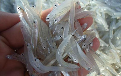 鳀魚是什么魚，小鳀魚和小銀魚一樣嗎