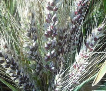 黑小麥的營養(yǎng)價值 黑小麥?zhǔn)鞘裁?黑小麥與普通小麥的區(qū)別