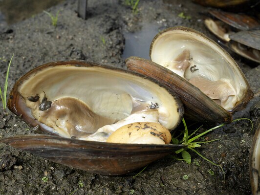 河蚌怎么洗干凈