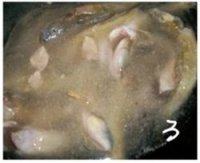 燉魚(yú)湯的做法步驟3