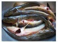 燉魚(yú)湯的做法步驟1