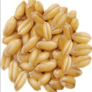 小麥的營養(yǎng)成分 小麥的藥用價(jià)值 小麥麥麩的功效