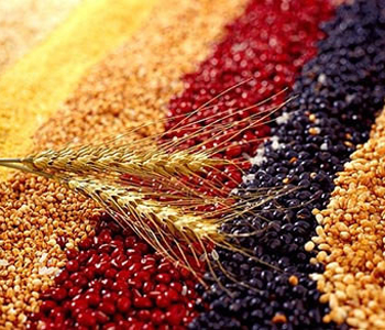 浮小麥甘草大棗 浮小麥甘草大棗的功效 浮小麥甘草大棗材料選購(gòu)