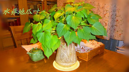 發(fā)芽的紅薯能吃嗎，紅薯盆景的制作方法