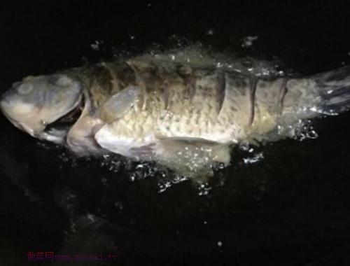 魚(yú)燉豆腐的做法