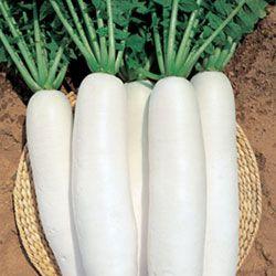 蘿卜的營養(yǎng)價(jià)值