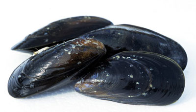 貽貝是海虹嗎，圖解貽貝、海虹和淡菜有什么區(qū)別