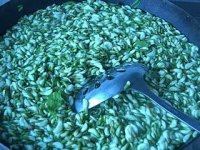 自曬干槐花的做法步驟2