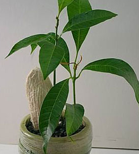 怎么種芒果核盆栽？不花錢的漂亮芒果核盆栽