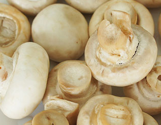 口蘑是什么食用菌圖解 口蘑是蘑菇嗎