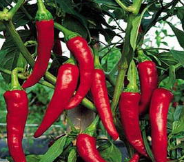 為什么不能過量食用辣椒