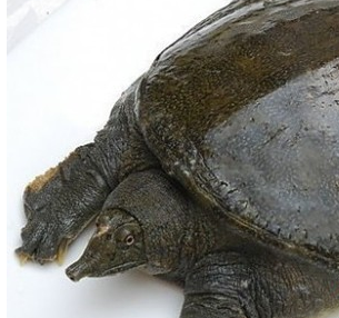 甲魚怎么殺 甲魚的宰殺和處理方