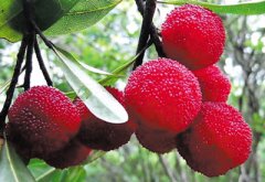 楊梅核仁能吃嗎？楊梅核仁怎么吃？