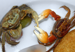 活的青蟹怎樣保存 青蟹怎么保存才不會(huì)死掉