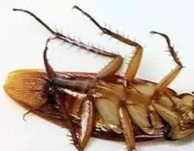 教你這5個(gè)妙招 家里再也見(jiàn)不到蟑