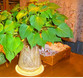 紅薯發(fā)芽了能吃嗎 變廢為寶紅薯盆景的制作方法