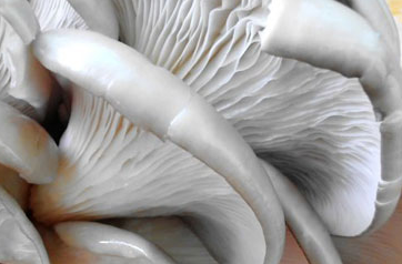 怎么處理平菇做菜才好吃 正確處