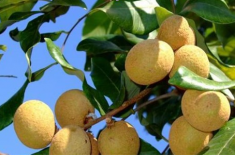 什么是桂圓 桂圓是發(fā)物嗎