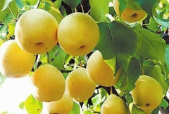 梨子是什么季節(jié)的水果 梨子是寒性水果嗎