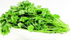 秋天吃香菜好嗎 秋天吃香菜會(huì)長