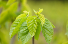 霜降后桑葉怎么樣 霜降后桑葉有什么功效與作用