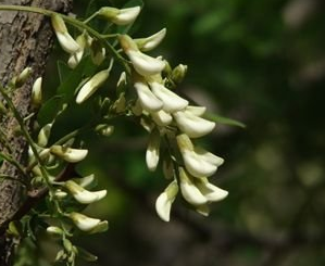 槐花的怎么做好吃 槐花最常見的五款家常吃法