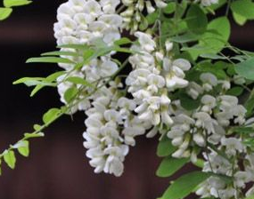 簡單而美味的槐花菜譜大全 教你怎么把槐花做成美味菜