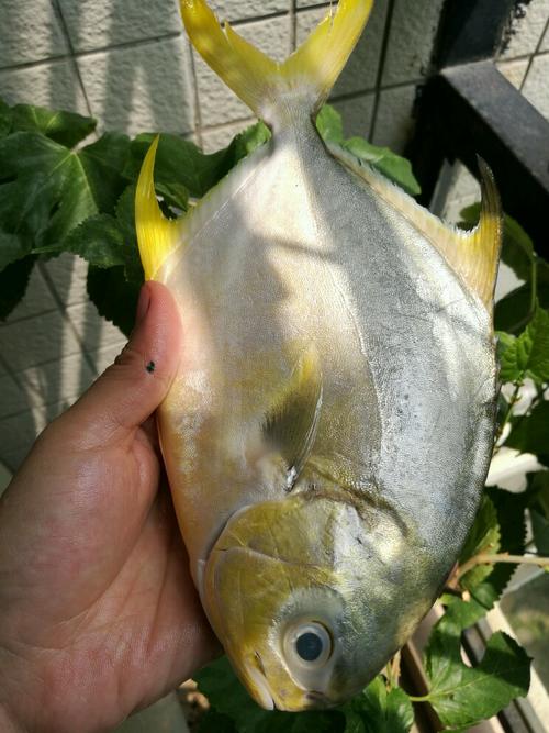 干燒金鯧魚的做法