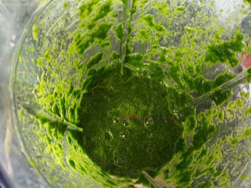 無(wú)水菠菜面團(tuán)的做法