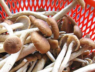 鮮茶樹菇怎么洗干凈，而且菇傘不易碎掉