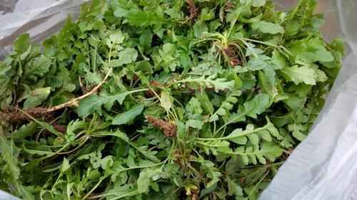 薺菜餡餃子的做法