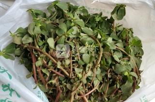 馬齒莧撥魚兒的做法步驟:1