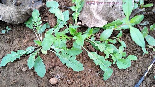 薺菜餡餃子的做法