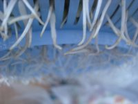 涼拌自發(fā)綠豆芽的做法步驟6