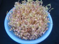 涼拌自發(fā)綠豆芽的做法步驟7