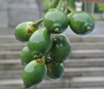 【檳榔是什么】檳榔的危害_檳榔