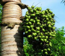 【嚼檳榔頭暈】嚼檳榔頭暈怎么回