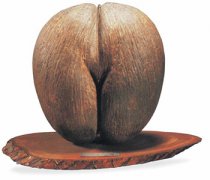 【海椰子】海椰子怎么吃_海椰子真的有效嗎