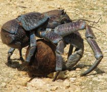 【椰子蟹能吃嗎】椰子蟹多少錢一斤_椰子蟹的營養(yǎng)價值