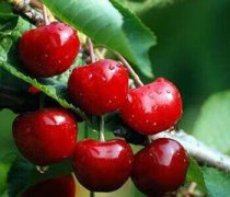 【櫻桃的功效與作用】櫻桃的營養(yǎng)價值_櫻桃的好處