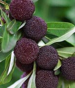 【楊梅上火嗎】楊梅的功效與作用_楊梅的營(yíng)養(yǎng)價(jià)值