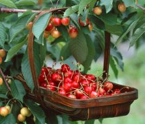 【櫻桃的營養(yǎng)價值】櫻桃的功效與作用_櫻桃的好處