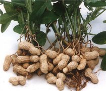 【花生的功效與作用】花生的營養(yǎng)價(jià)值