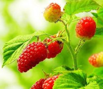 【桑葚的營養(yǎng)價值】桑葚的功效與作用_桑葚的吃法