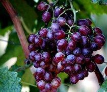 【提子怎么洗】提子的營(yíng)養(yǎng)價(jià)值_